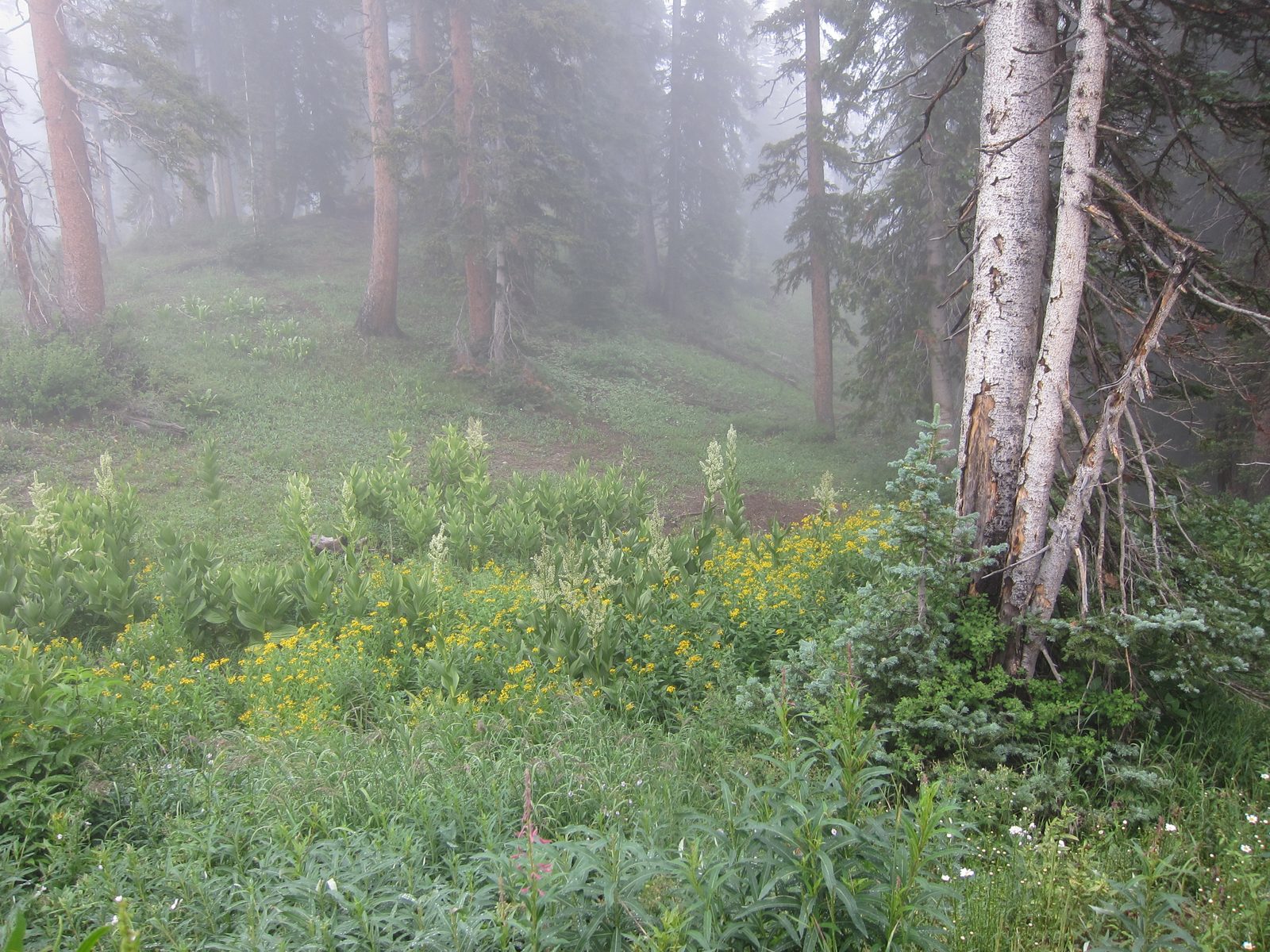  ... which may be why the wild life let it grow to good heights.